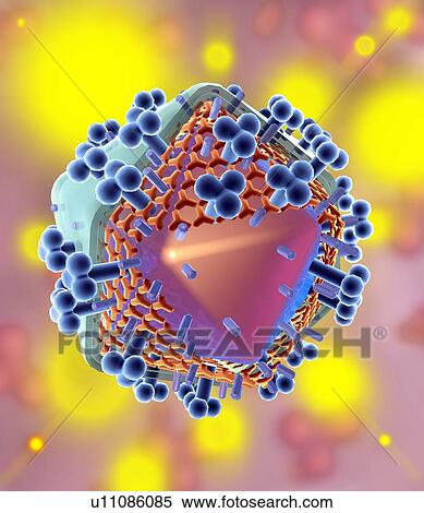 Stock Photography - HIV virus particle, artwork. Fotosearch