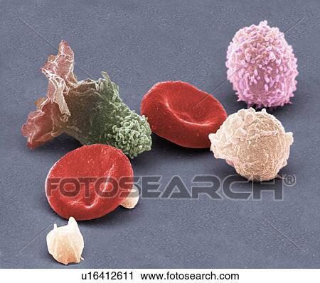 Stock Image - Human blood cells, SEM. Fotosearch