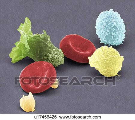 Human blood cells, SEM View Large Photo Image Stock Photograph - Human blood cells, SEM. Fotosearch