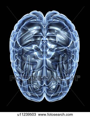 Stock Image - Human brain, artwork. Fotosearch