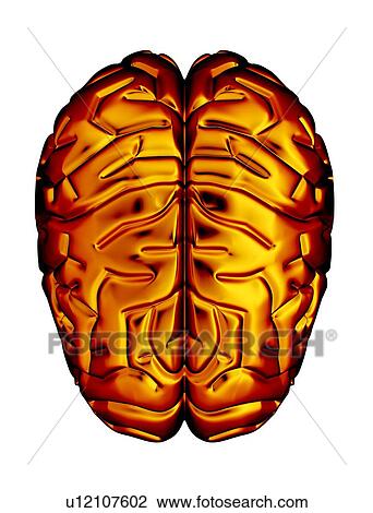 Stock Image - Human brain, artwork. Fotosearch