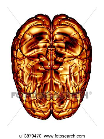 Human brain, artwork View Large Photo Image Stock Image - Human brain, artwork. Fotosearch