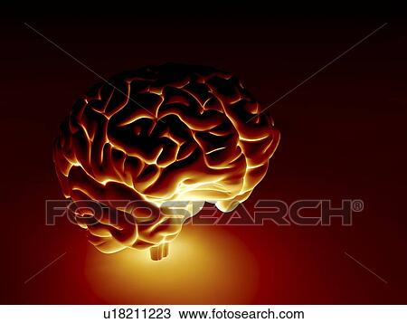 Stock Image - Human brain, artwork. Fotosearch