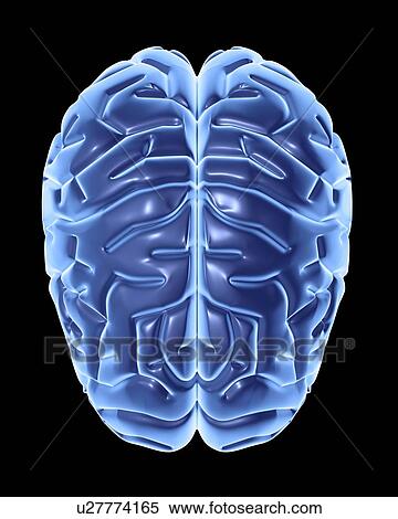 Stock Photography - Human brain, artwork. Fotosearch