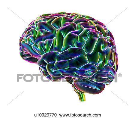Stock Image - Human brain, computer artwork. Fotosearch