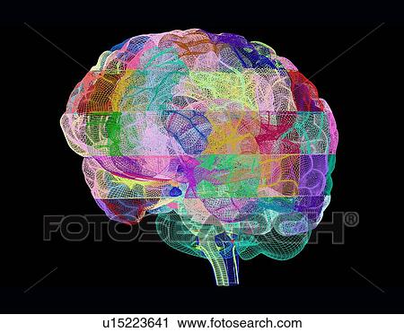 Human brain, computer artwork View Large Photo Image Stock Image - Human brain, computer artwork. Fotosearch