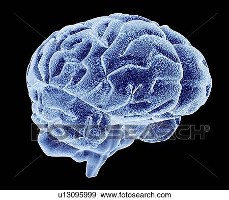 Human brain, computer artwork View Large Photo Image Stock Photo - Human brain, computer artwork. Fotosearch
