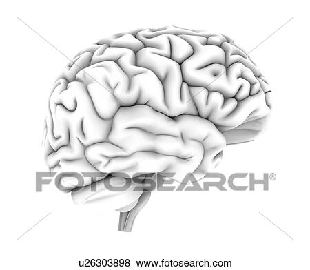 Stock Photo - Human brain, computer artwork. Fotosearch
