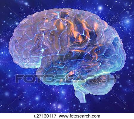Stock Photo - Human brain, computer artwork. Fotosearch