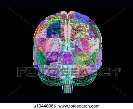 Stock Photography - Human brain, computer artwork. Fotosearch