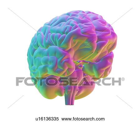 Human brain, computer artwork View Large Photo Image Stock Photography - Human brain, computer artwork. Fotosearch