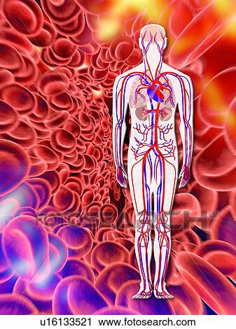 Human circulatory system, artwork View Large Photo Image Stock Image - Human circulatory system, artwork. Fotosearch