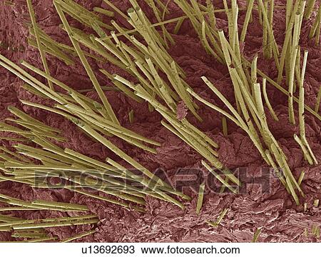 Human hair, SEM View Large Photo Image Stock Image - Human hair, SEM. Fotosearch