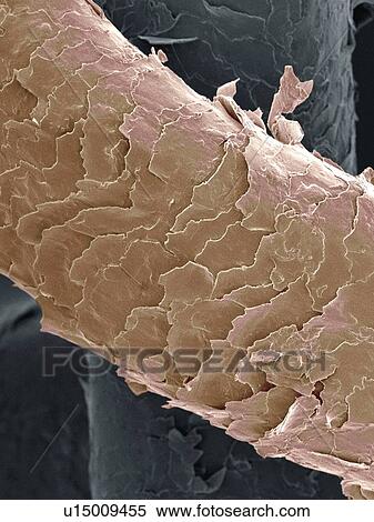 Human hair, SEM View Large Photo Image Stock Photography - Human hair, SEM. Fotosearch