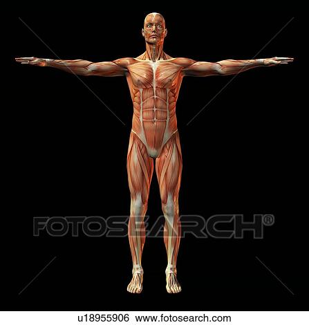 Human muscle structure, artwork View Large Photo Image Stock Photograph - Human muscle structure, artwork. Fotosearch
