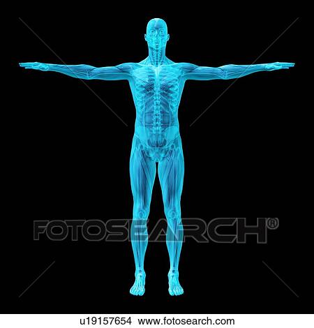 Human skeleton and muscles, artwork View Large Photo Image Picture - Human skeleton and muscles, artwork. Fotosearch