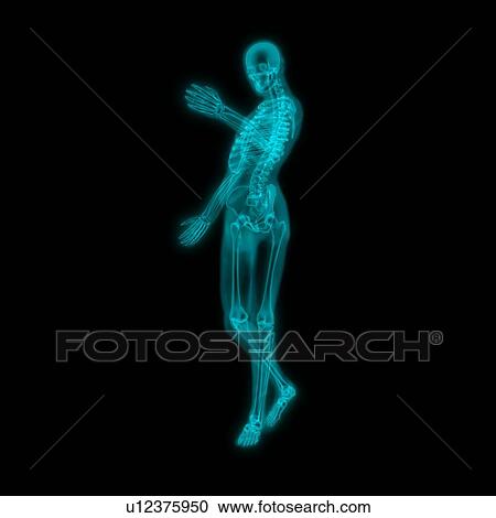 Human skeleton, artwork View Large Photo Image Stock Image - Human skeleton, artwork. Fotosearch