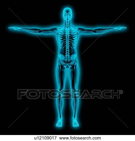 Human skeleton, artwork View Large Photo Image Stock Photo - Human skeleton, artwork. Fotosearch