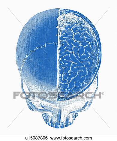 Human skull View Large Photo Image Stock Photograph - Human skull. Fotosearch