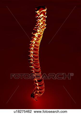 Stock Image - Human spine, artwork. Fotosearch