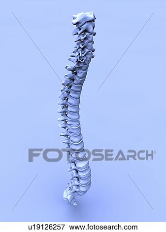 Stock Photo - Human spine, artwork. Fotosearch