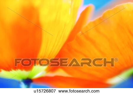 Stock Photo - Iceland poppy (Papaver nudicaule). Fotosearch