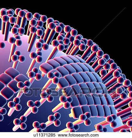 Influenza virus, computer artwork View Large Photo Image Stock Photography - Influenza virus, computer artwork. Fotosearch