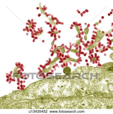 Stock Image - Influenza viruses, TEM. Fotosearch