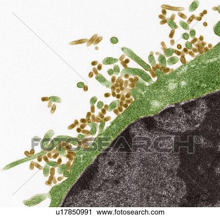 Influenza viruses, TEM View Large Photo Image Stock Image - Influenza viruses, TEM. Fotosearch