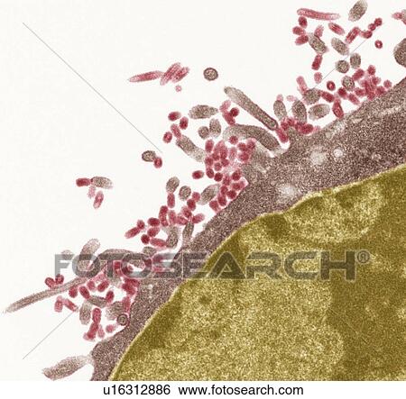 Stock Photograph - Influenza viruses, TEM. Fotosearch