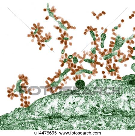 Influenza viruses, TEM View Large Photo Image Stock Photography - Influenza viruses, TEM. Fotosearch