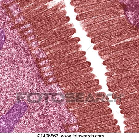 Intestinal microvilli, TEM View Large Photo Image Stock Image - Intestinal microvilli, TEM. Fotosearch