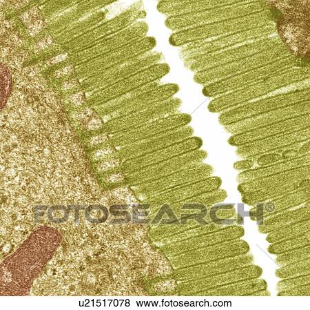 Intestinal microvilli, TEM View Large Photo Image Stock Photo - Intestinal microvilli, TEM. Fotosearch