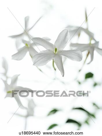 Jasmine flowers (family Oleaceae) View Large Photo Image Stock Image - Jasmine flowers (family Oleaceae). Fotosearch