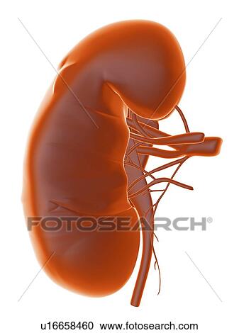 Kidney, artwork View Large Photo Image Stock Image - Kidney, artwork. Fotosearch