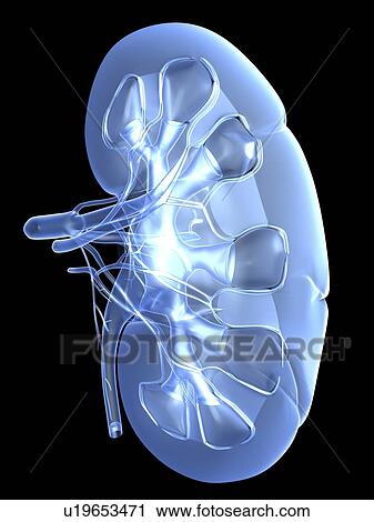 Stock Image - Kidney, artwork. Fotosearch