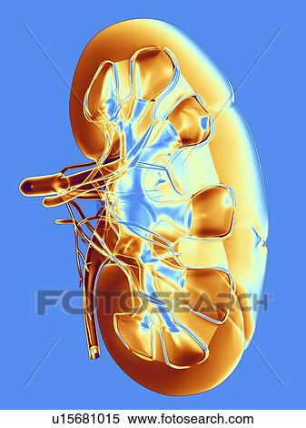 Kidney, artwork View Large Photo Image Stock Photography - Kidney, artwork. Fotosearch