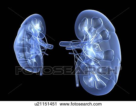 Stock Image - Kidneys, artwork. Fotosearch
