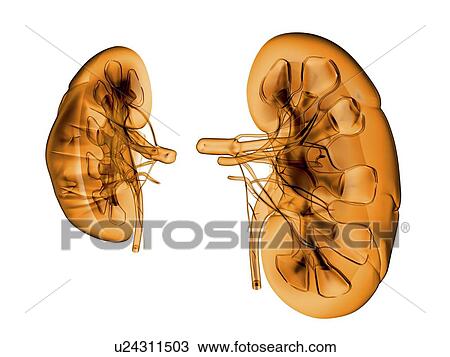Kidneys, artwork View Large Photo Image Stock Image - Kidneys, artwork. Fotosearch