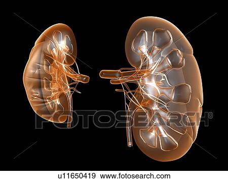 Kidneys, artwork View Large Photo Image Stock Photo - Kidneys, artwork. Fotosearch