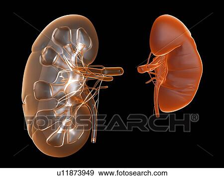 Kidneys, artwork View Large Photo Image Stock Photo - Kidneys, artwork. Fotosearch