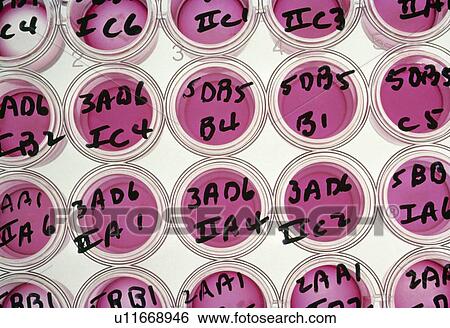 Stock Photograph - Labelled wells used for tissue cultures. Fotosearch