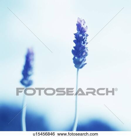 Stock Photograph - Lavender. Fotosearch
