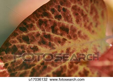 Stock Image - Leaf. Fotosearch