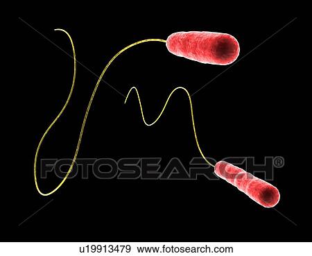 Stock Photo - Legionella sp. bacteria, computer artwork. Fotosearch