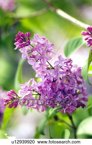 Stock Image - Lilac (Syringa vulgaris). Fotosearch
