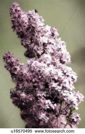 Stock Photography - Lilac (Syringa vulgaris). Fotosearch