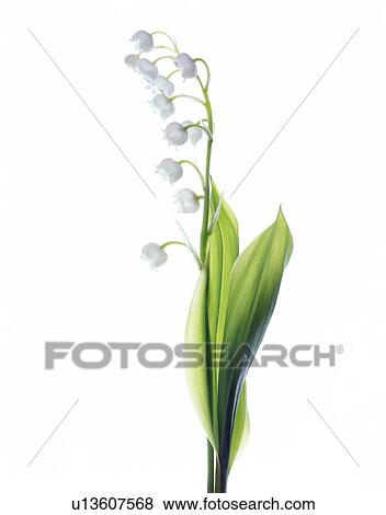 Stock Photo - Lily of the valley (Convallaria majalis). Fotosearch