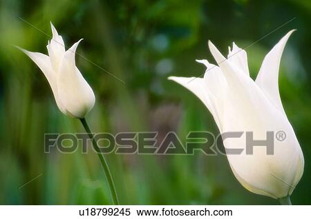Lily tulip (Tulipa 'White Elegance') View Large Photo Image Stock Photography - Lily tulip (Tulipa 'White Elegance'). Fotosearch