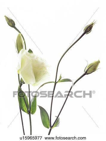 Lisianthus (Eustoma sp. ) View Large Photo Image Stock Photo - Lisianthus (Eustoma sp. ). Fotosearch